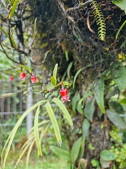 Mediocalcar bifolium