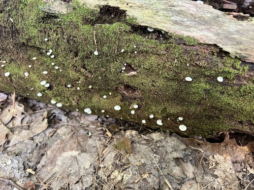 Crepidotus (Photo 4 of 7)