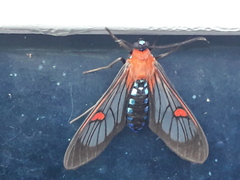 Cosmosoma restrictum