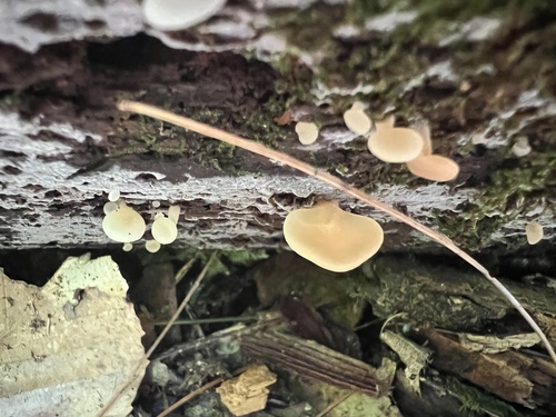 Crepidotus (Photo 5 of 7)