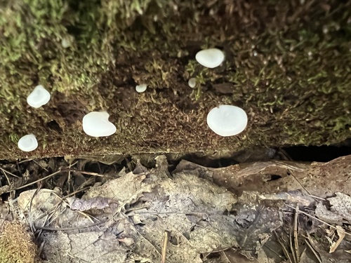 Crepidotus (Photo 6 of 7)