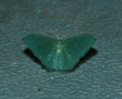 Xerochlora masonaria