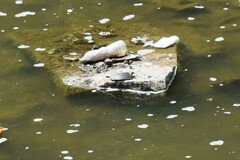 Apalone spinifera pallida