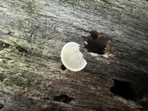 Crepidotus (Photo 7 of 7)