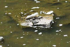 Apalone spinifera pallida