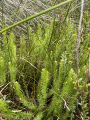 Lateristachys lateralis