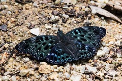 Dichorragia nesimachus