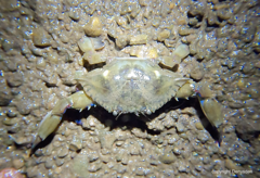 Callinectes pallidus
