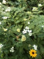 Aculops euphorbicolus