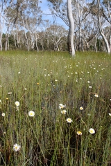 Allittia cardiocarpa