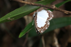 Stiboges nymphidia
