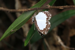 Stiboges nymphidia