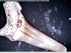Lamniformes