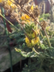 Uresiphita reversalis