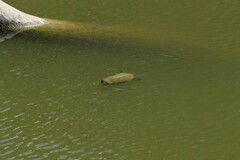 Pseudemys concinna concinna