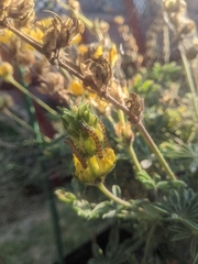 Uresiphita reversalis