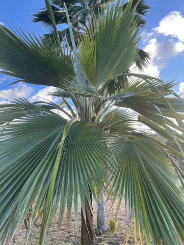 Pritchardia hillebrandii observed 2022-07-29