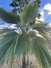 Pritchardia hillebrandii