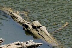 Pseudemys concinna concinna