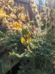 Uresiphita reversalis