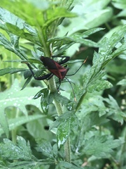Ochrochira