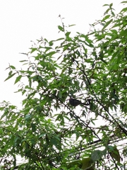 Melipotes fumigatus