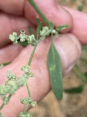 Chenopodium desiccatum