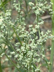 Chenopodium desiccatum