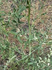 Chenopodium desiccatum