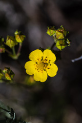 Potentilla gracilis elmeri