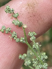Chenopodium desiccatum