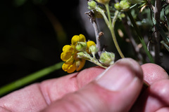 Potentilla gracilis elmeri