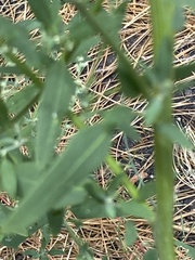 Chenopodium desiccatum