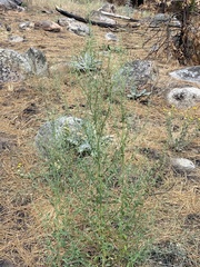 Chenopodium desiccatum