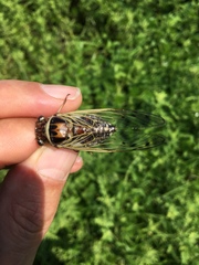 Diceroprocta marevagans