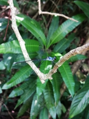 Hypolestes hatuey