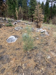 Chenopodium desiccatum