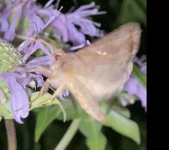 Autographa bimaculata