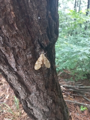 Clanis bilineata