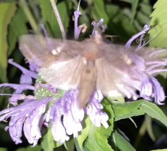 Autographa bimaculata