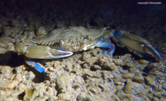 Callinectes pallidus