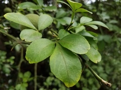 Citrus × aurantium
