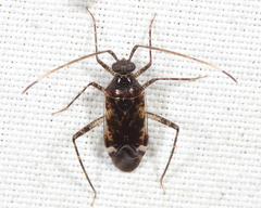 Eustictus necopinus