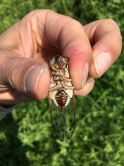 Diceroprocta marevagans