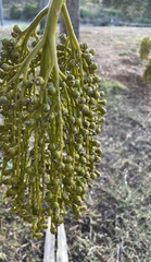 Pritchardia hillebrandii