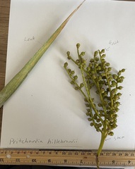 Pritchardia hillebrandii