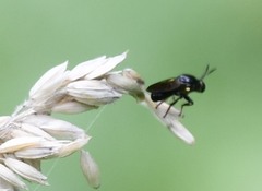 Cerotainia macrocera