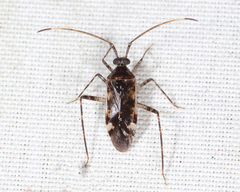 Eustictus necopinus