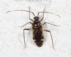 Eustictus necopinus