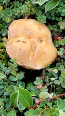 Leccinum rotundifoliae